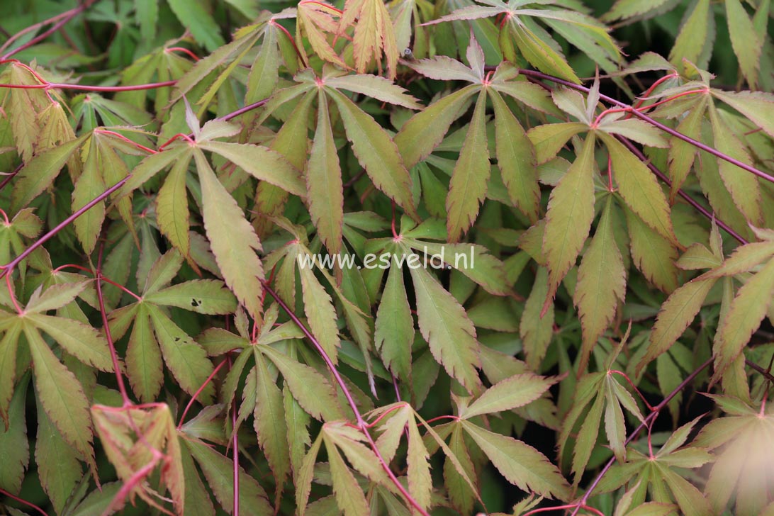 Acer palmatum 'Tedori gawa'