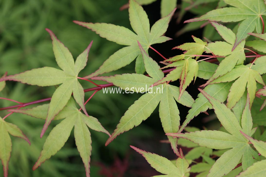 Acer palmatum 'Tobiosho'
