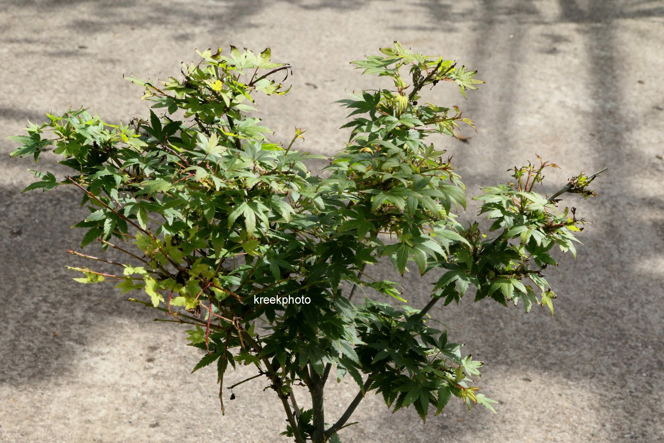 Acer palmatum 'Tokyo-yatsubusa'