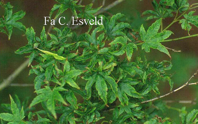 Acer palmatum 'Tsuchi-gumo'