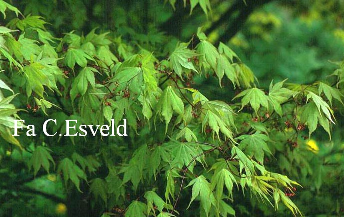 Acer palmatum 'Tsukomo'