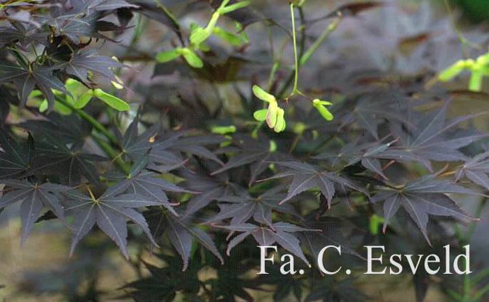 Acer palmatum 'Umegae'