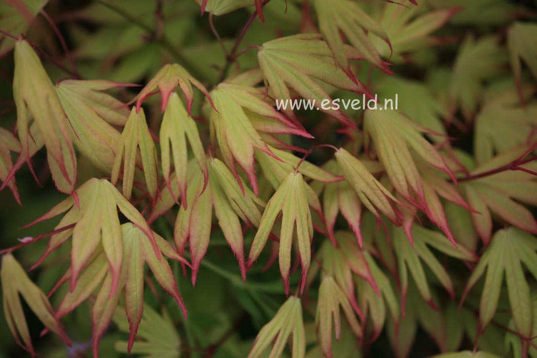 Acer palmatum 'Unebi'