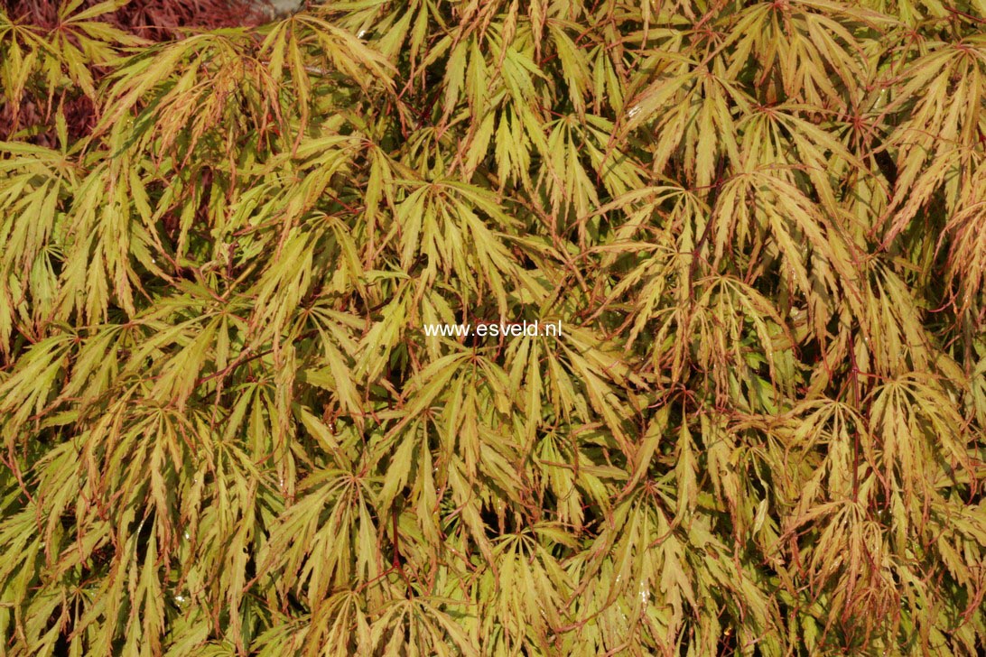 Acer palmatum 'Usu-beni-shidare'