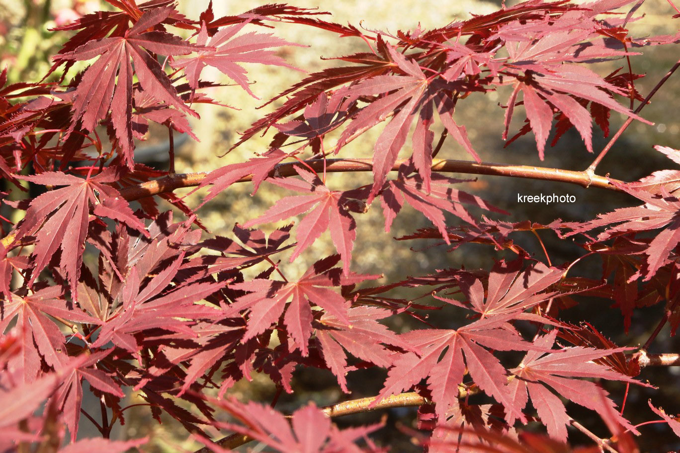 Acer palmatum 'Uta-hime'