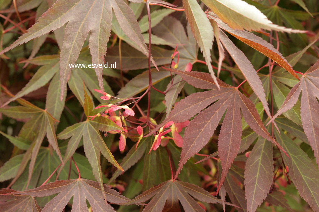 Acer palmatum 'Vandermoss Red'