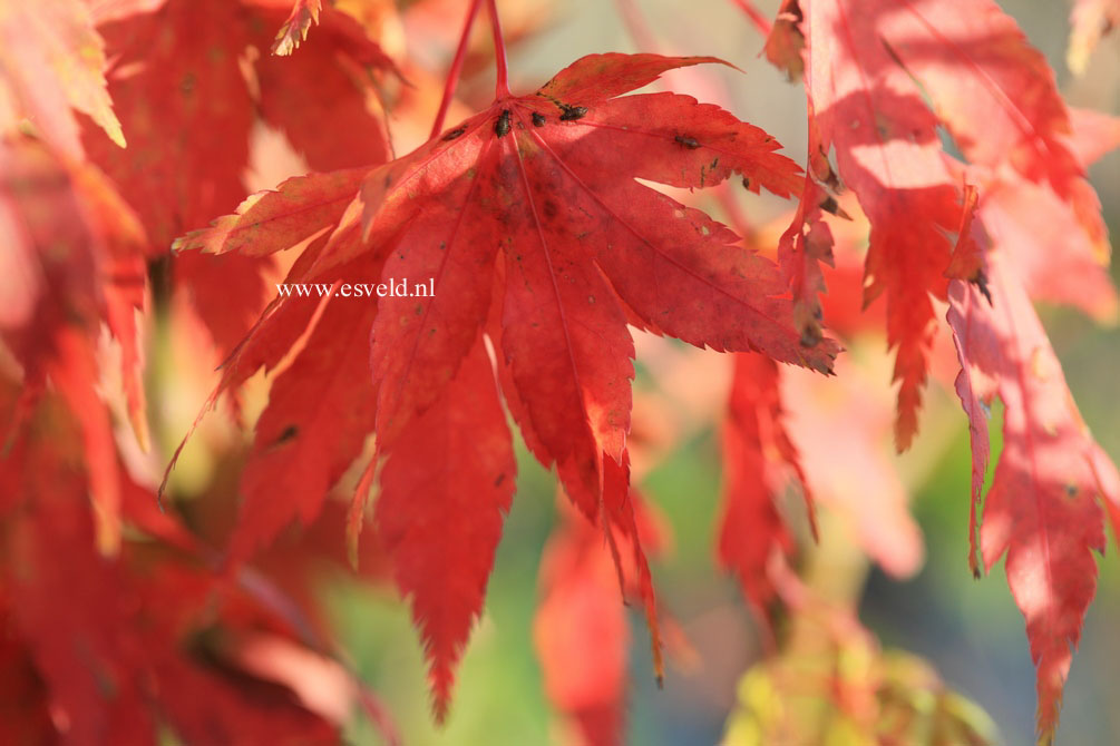 Acer palmatum 'Volubile'