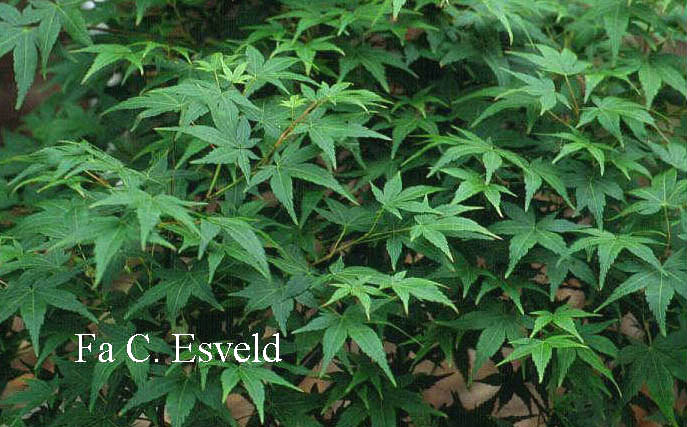 Acer palmatum 'Waka-midori'