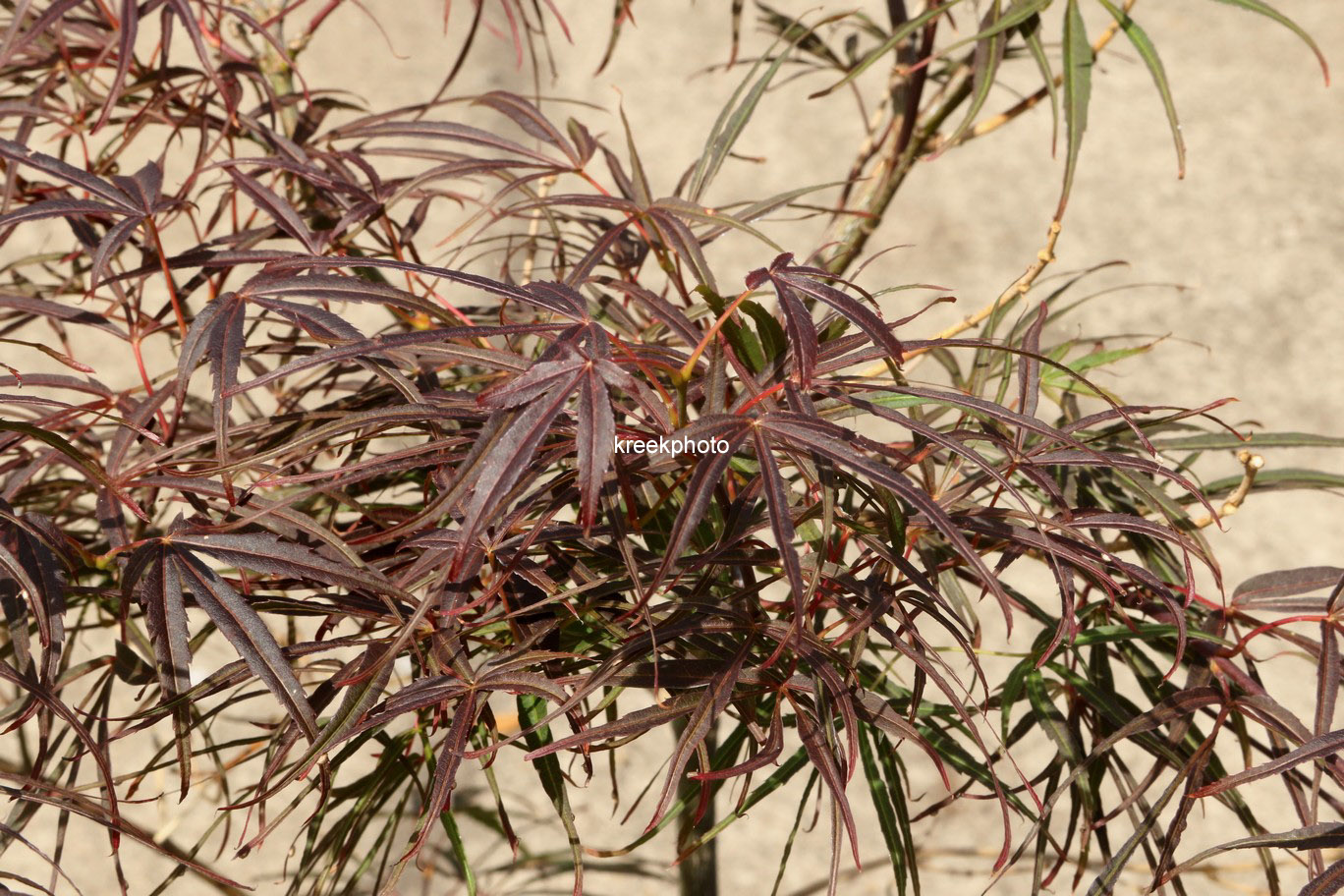 Acer palmatum 'Wentachee Red'
