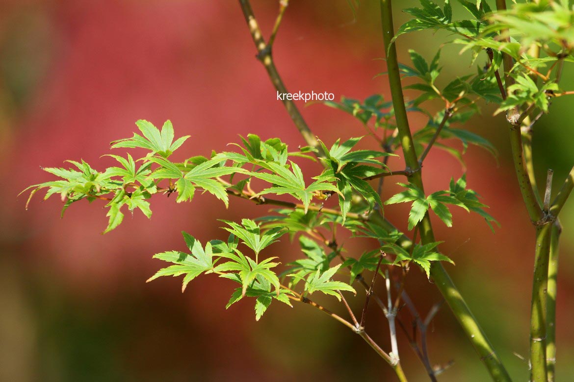 Acer palmatum 'Werner's Pagoda'