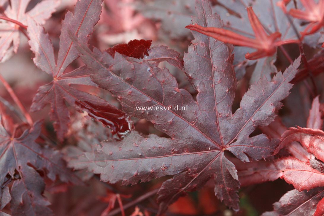 Acer palmatum 'Wetumpka Red'