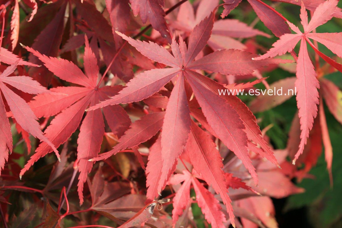 Acer palmatum 'Wild Goose'