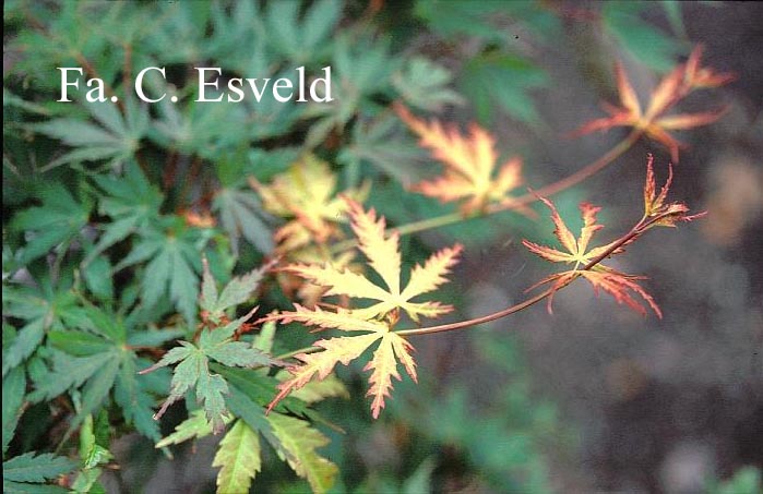 Acer palmatum 'Wou nishiki'