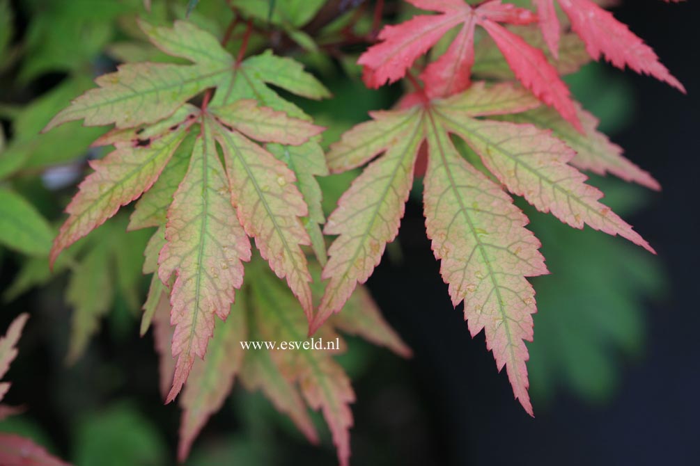 Acer palmatum 'Yagyu-no-sato'