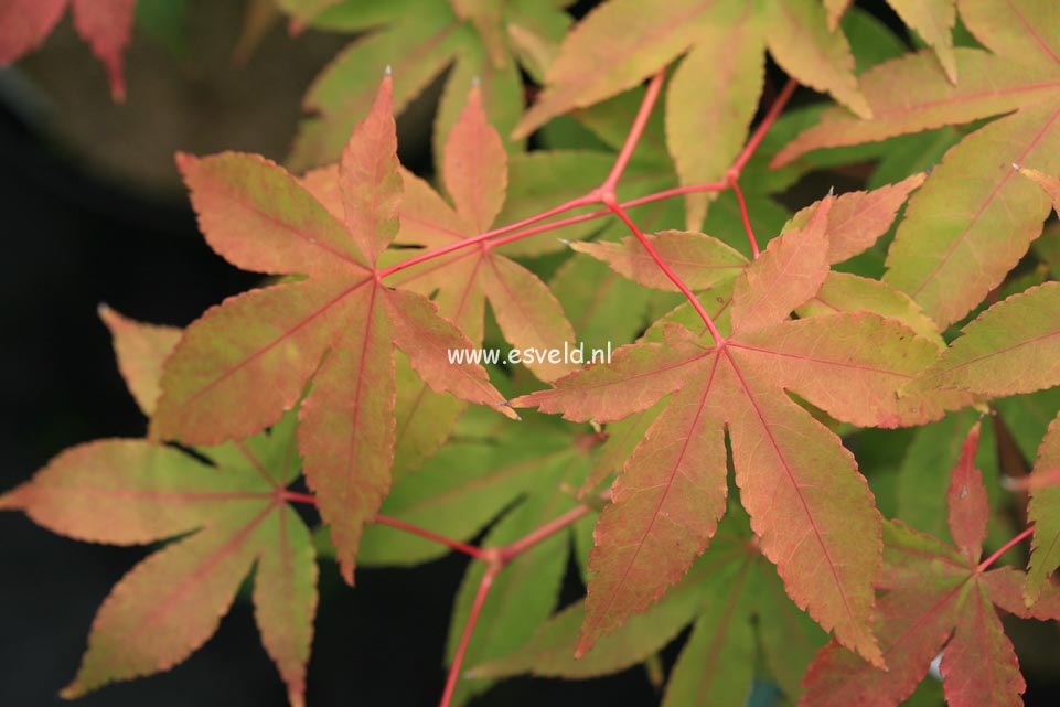 Acer palmatum 'Yama-mura'