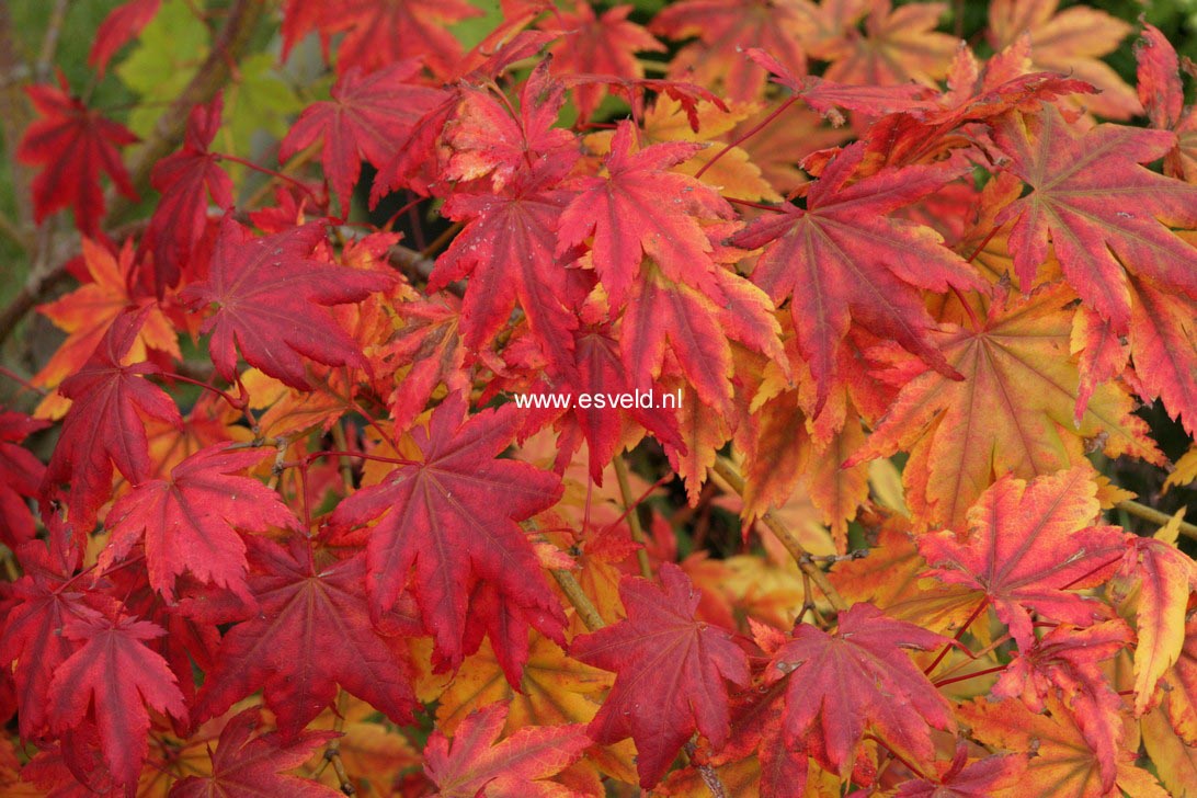 Acer palmatum 'Yama-otome'