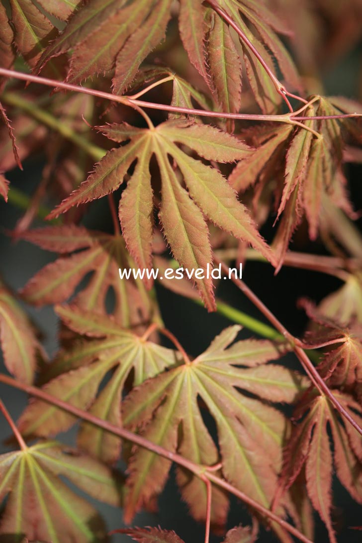 Acer palmatum 'Yamato-gire'