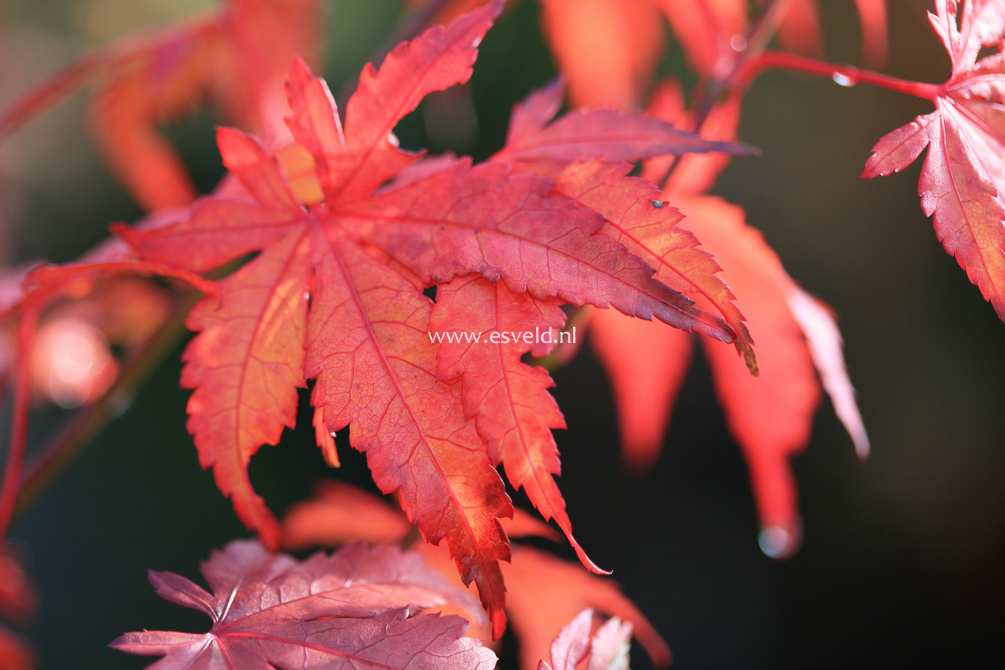 Acer palmatum 'Yamato-koshimino'