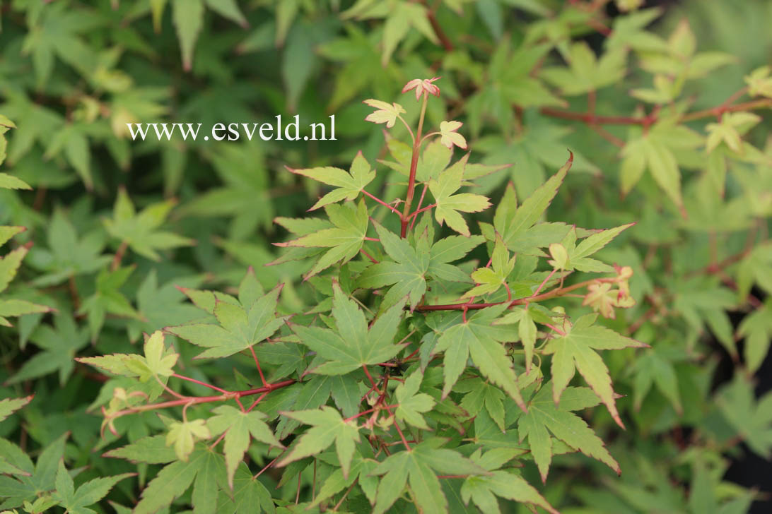 Acer palmatum 'Yatsubusa'