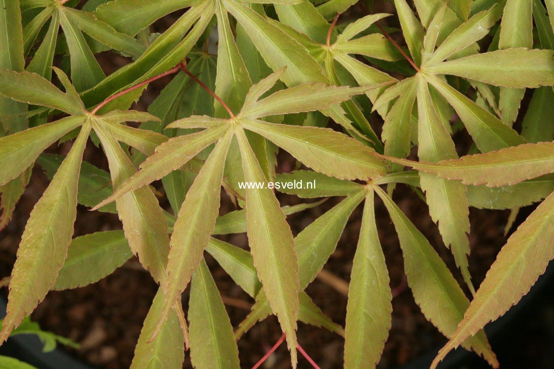 Acer palmatum 'Yoshimizu'