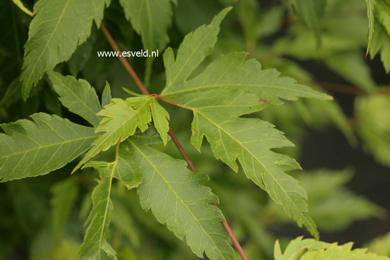 Acer palmatum 'Yushide'