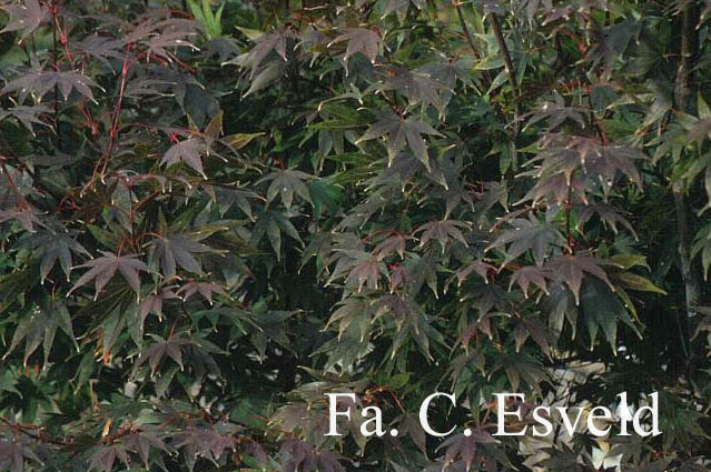 Acer palmatum ssp. matsumurae