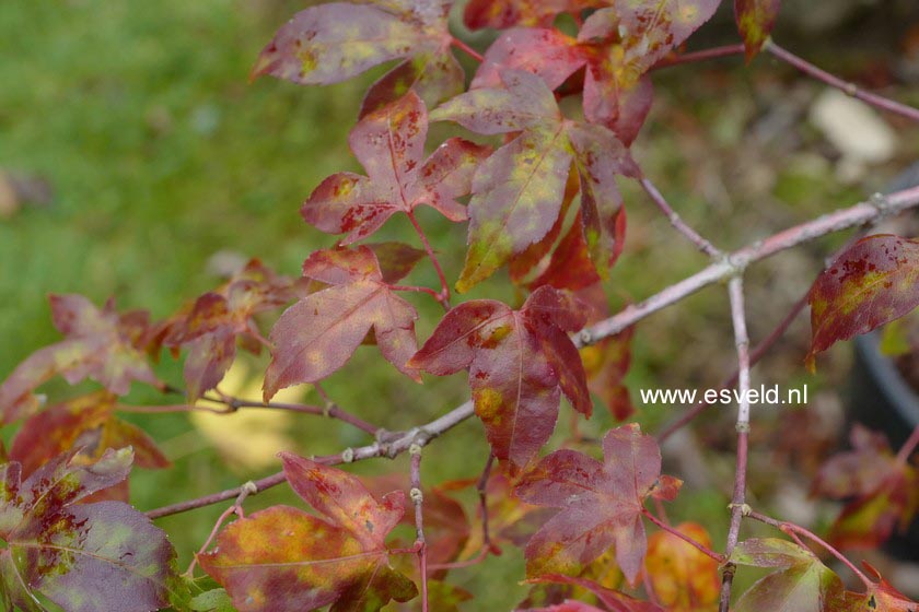 Acer pauciflorum