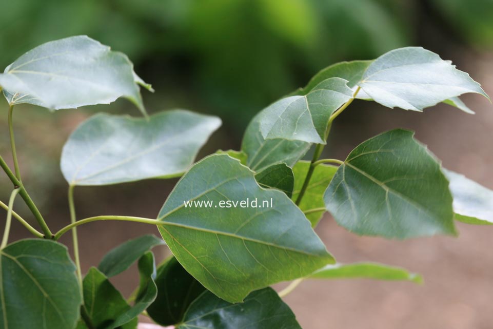 Acer paxii