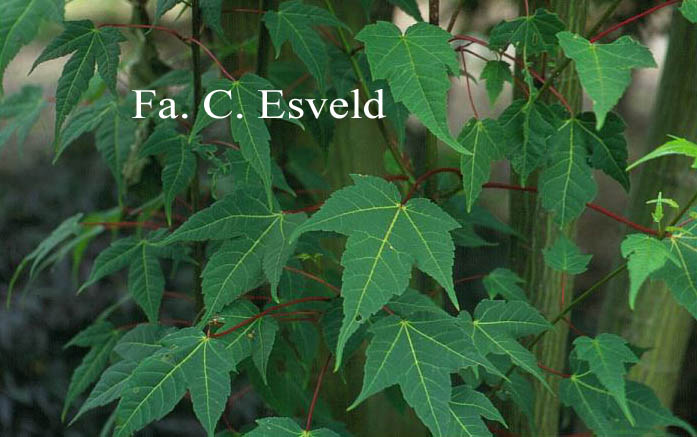 Acer pectinatum 'Sparkling'