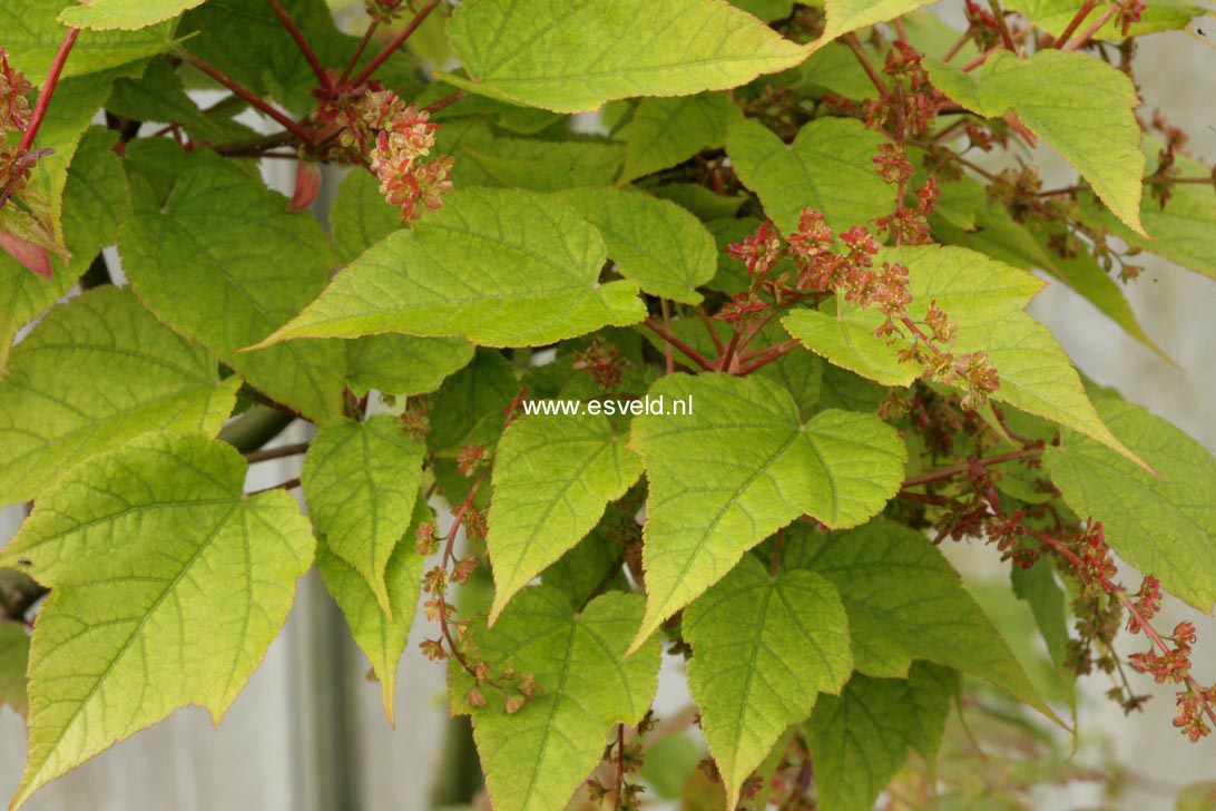 Acer pectinatum laxiflorum longilobum