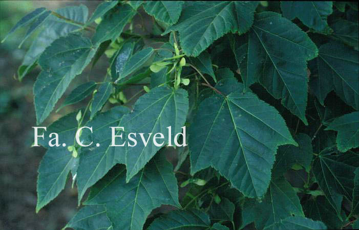 Acer pectinatum ssp. taronense