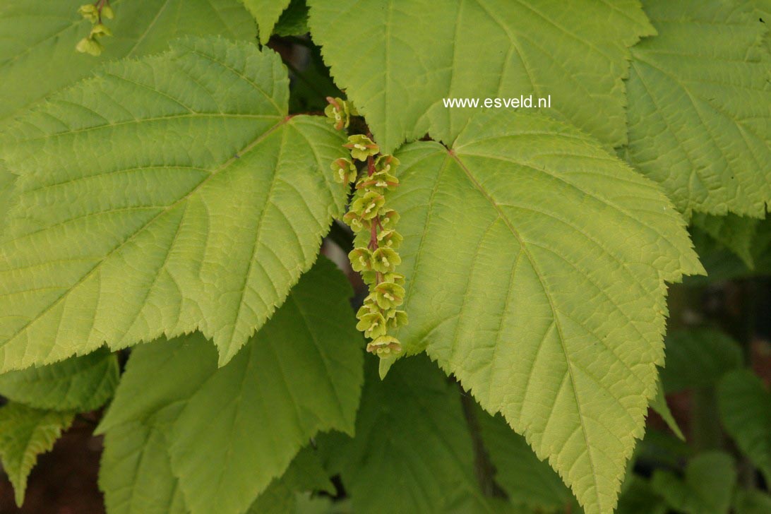 Acer pensylvanicum 'Silver Fox'