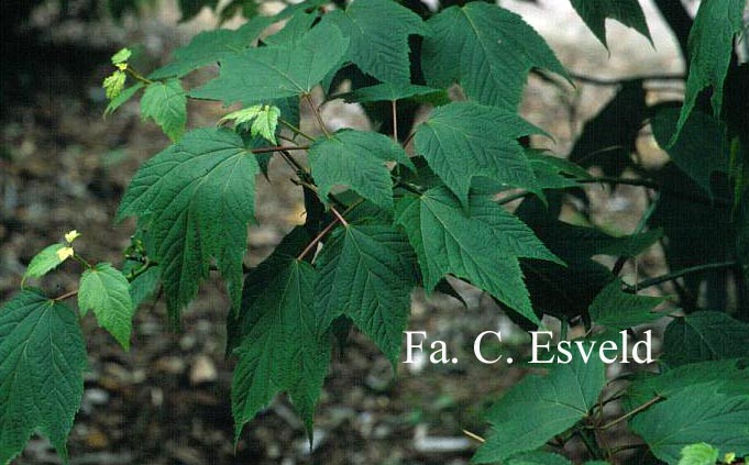 Acer pensylvanicum