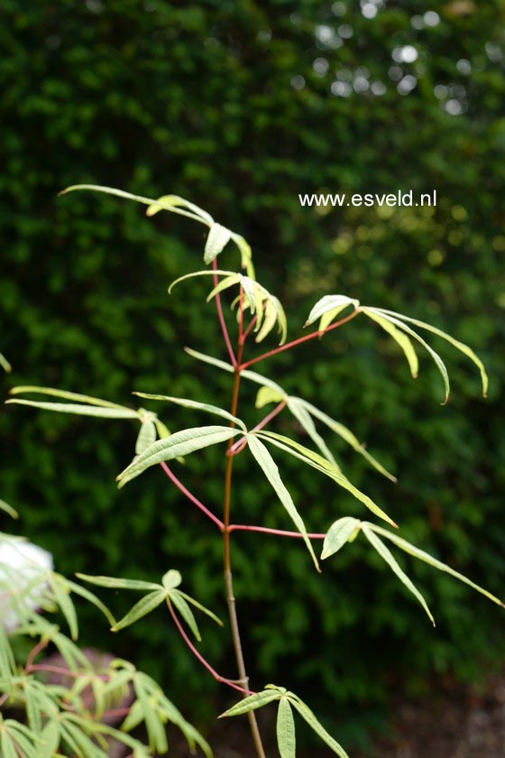 Acer pentaphyllum