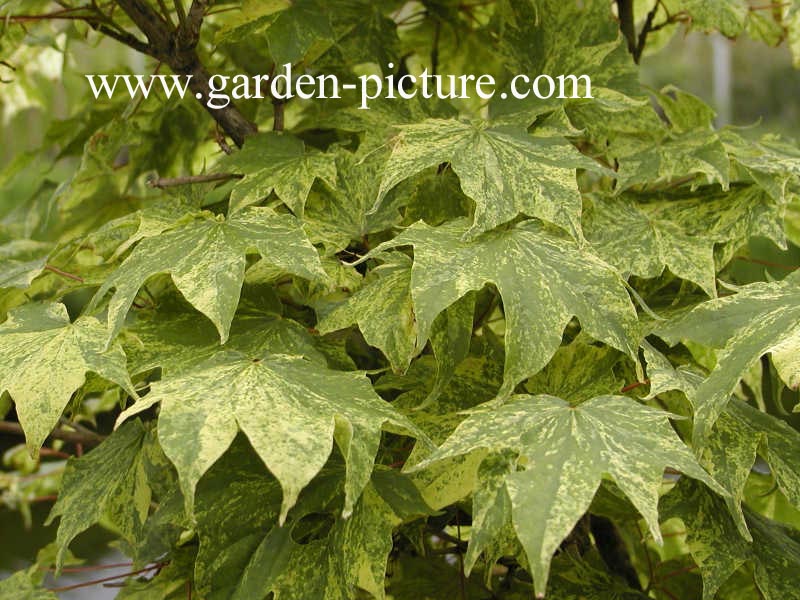 Acer pictum 'Hoshi-yadori'
