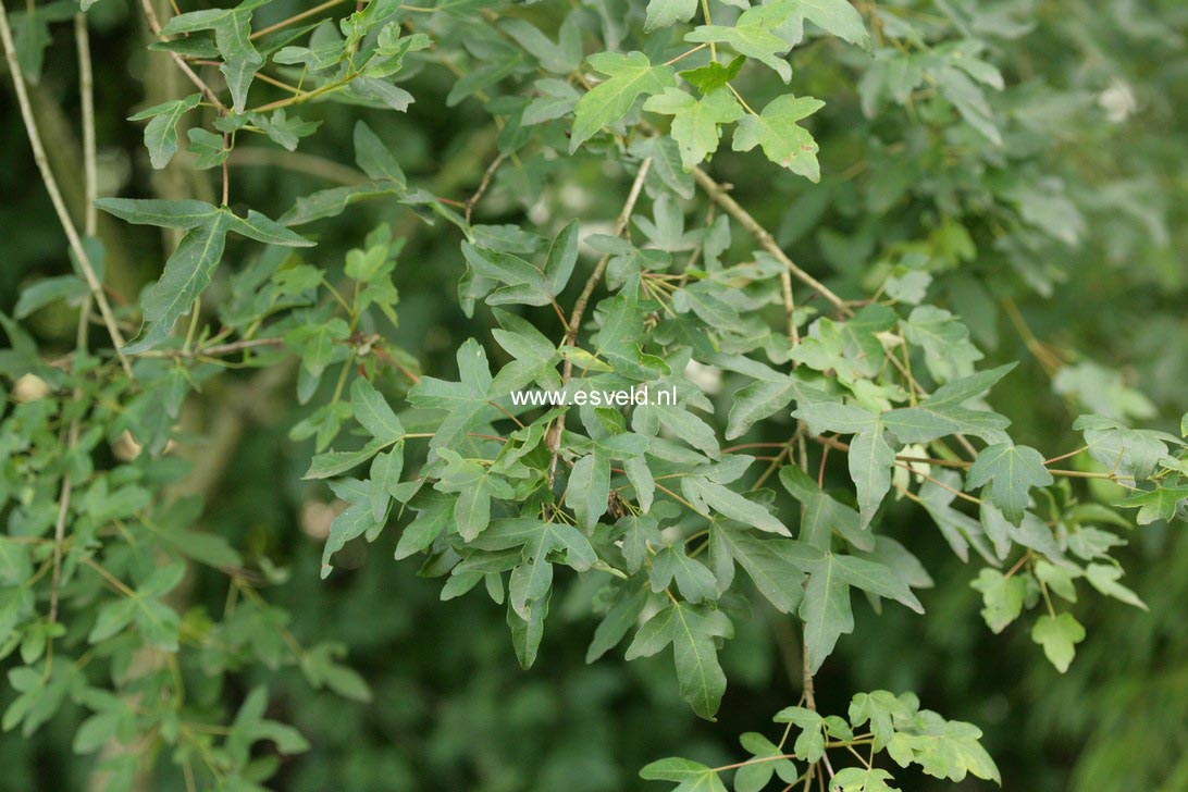 Acer pilosum stenolobum