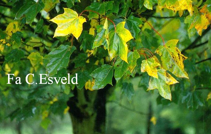 Acer platanoides 'Almira'