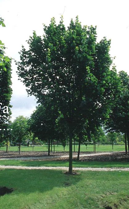 Acer platanoides 'Apollo'