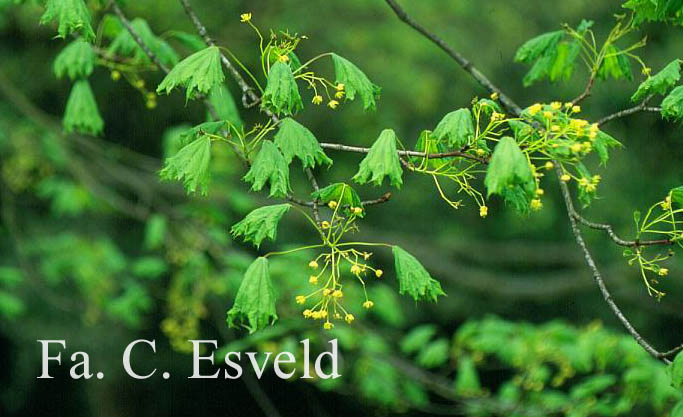 Acer platanoides 'Cucullatum'