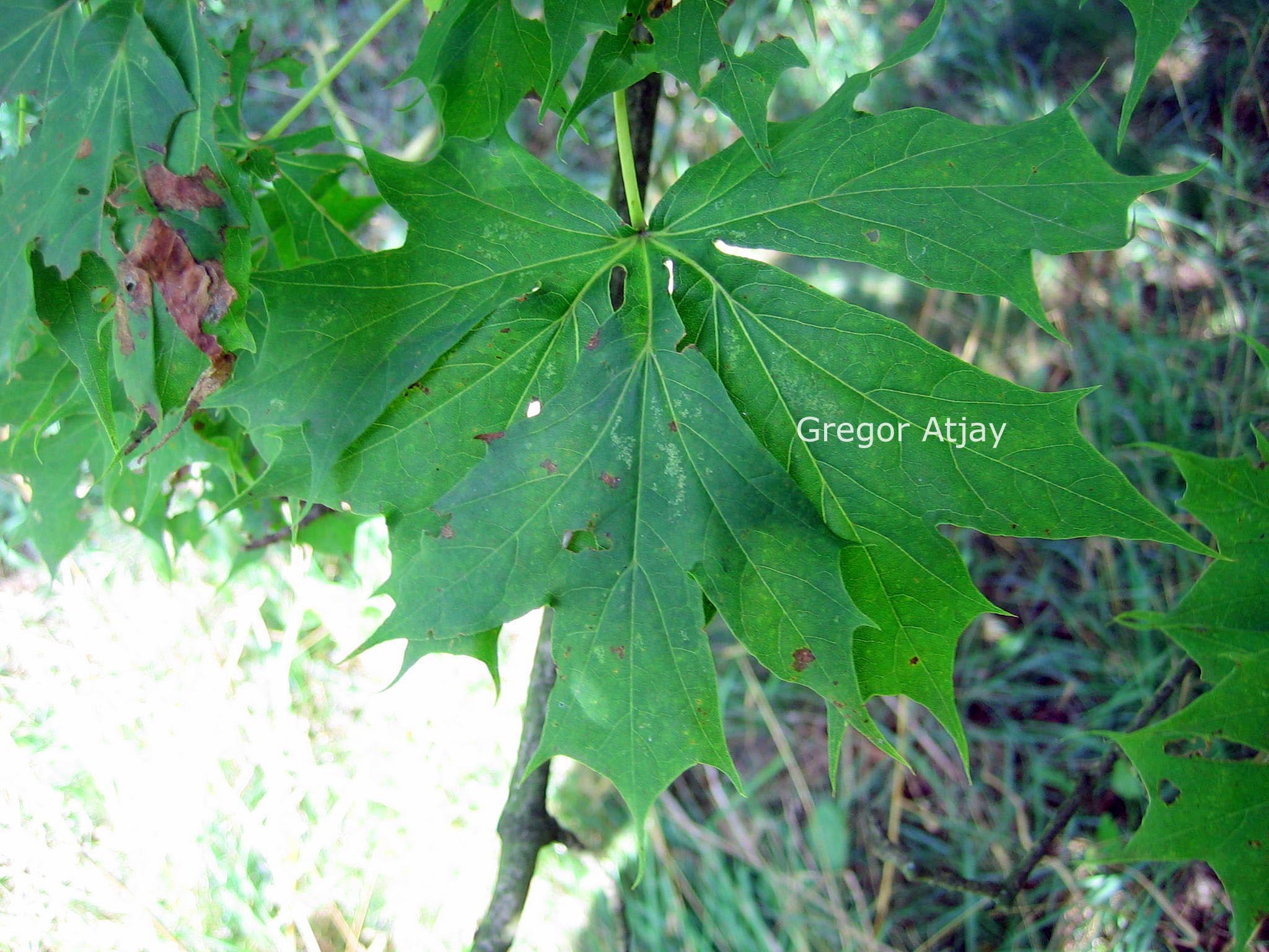 Acer platanoides 'Dissectum'