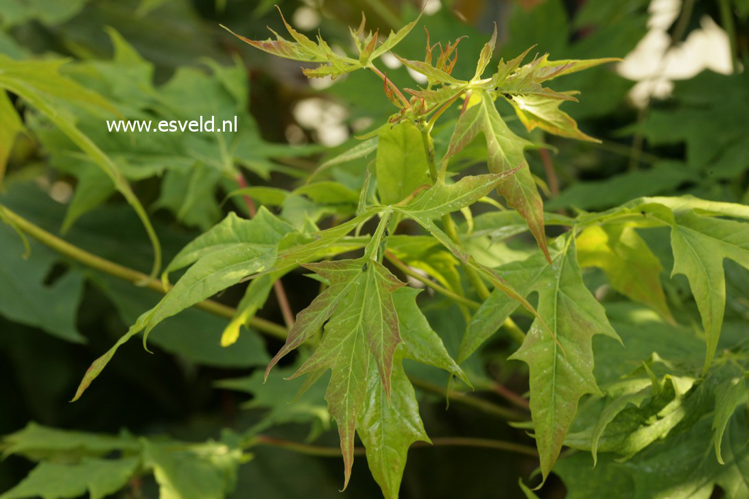 Acer platanoides 'Donig Special'