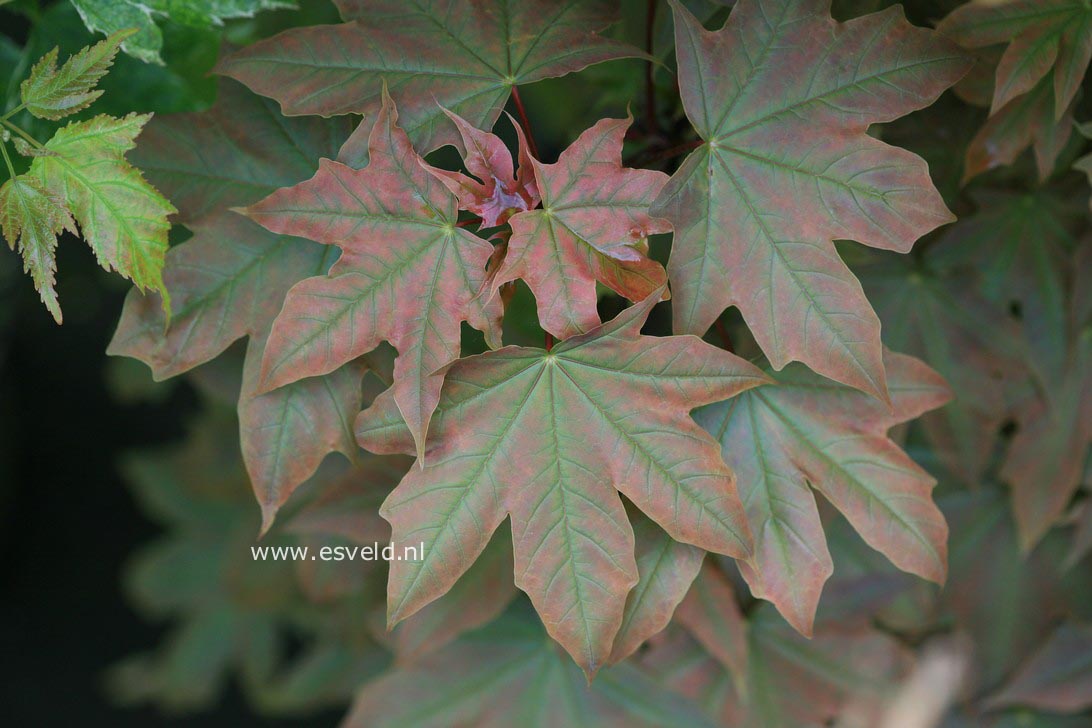 Acer platanoides 'Holata'