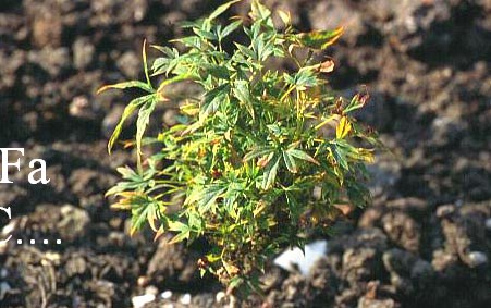 Acer platanoides 'Jakobsen's Micropot'