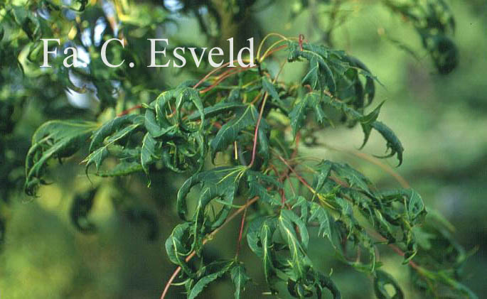 Acer platanoides 'Laciniatum'