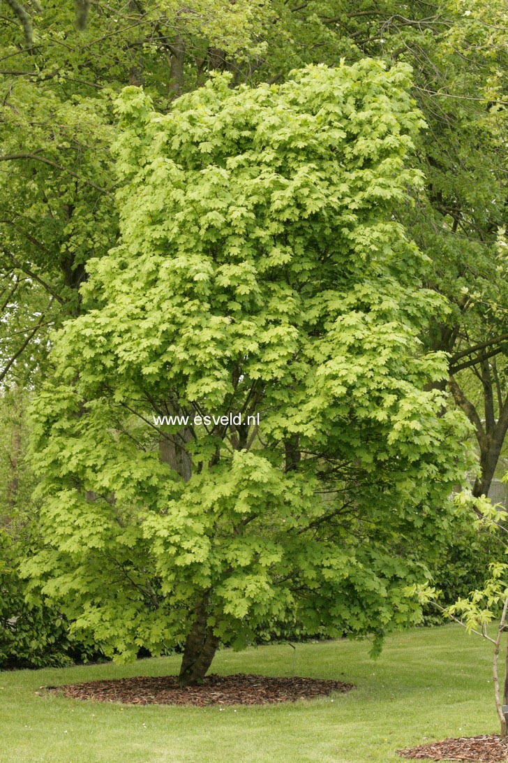 Acer platanoides 'Pyramidale Nanum'