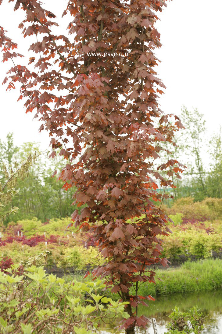 Acer platanoides 'Refusa'