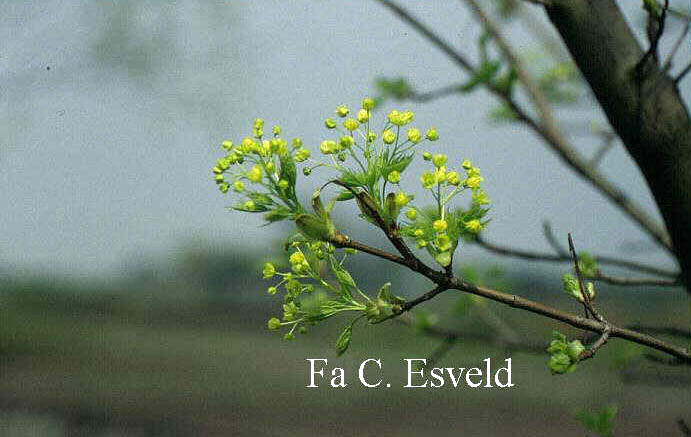 Acer platanoides 'Summershade'