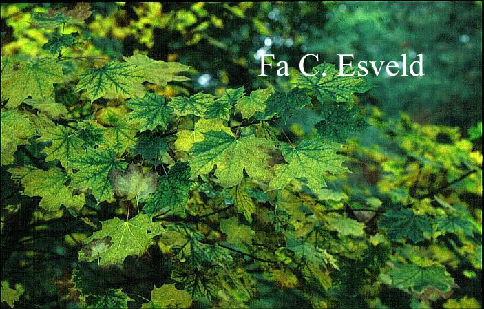 Acer platanoides ssp. turkestanicum Acer platanoides ssp. turkestanicum