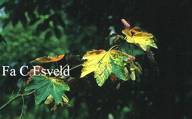 Acer pseudoplatanus 'Chaudron de Sorciere'