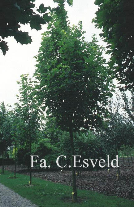 Acer pseudoplatanus 'Erectum'